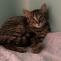 Tac CAB4303, chat à adopter