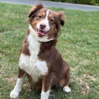 Sally CAA13791, chienne à adopter