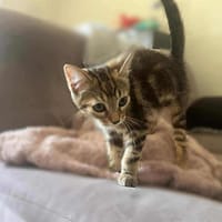 Aniya, chatte à adopter