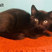 Malt, chat à adopter