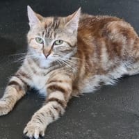 MARSHA, chatte à adopter