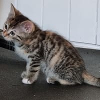 CAROL, chatte à adopter