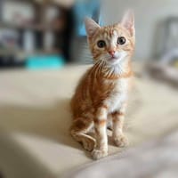 Arielle, chatte à adopter
