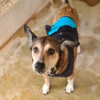 NOUNOUNE, chienne à adopter
