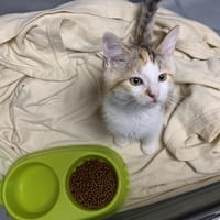 Vi [Chaton], chatte à adopter