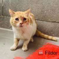 FILDOR, chat à adopter