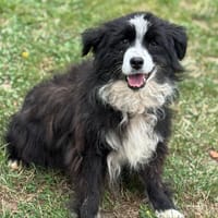 Ness CAA13788, chienne à adopter