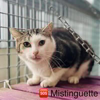 Mistinguette, chat à adopter
