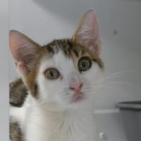 NEMO, chat à adopter