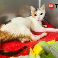 Tulipe, chatte à adopter
