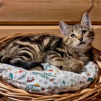 BLAZE, chat à adopter