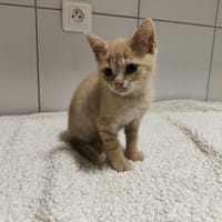 ALIX, chat à adopter