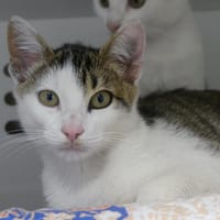 NINO, chat à adopter