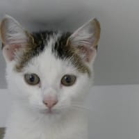 NEKO, chat à adopter