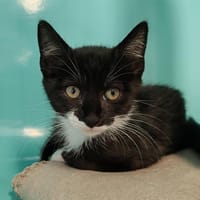 PEPITE, chatte à adopter