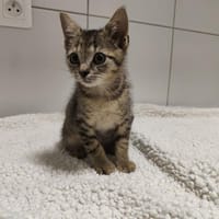 ALICE, chatte à adopter