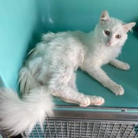 CHARLES, chat à adopter