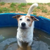 SNOOPY QCN, chien à adopter