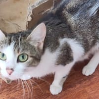 CINDERELLY, chatte à adopter