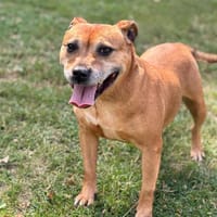 Owen CAA13783, chienne à adopter