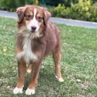 Sia CAA13790, chienne à adopter
