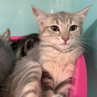 Abby [Chaton], chatte à adopter