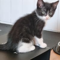 BENJI, chat à adopter