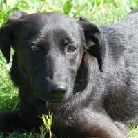 FLEUR, chienne à adopter