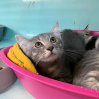 Bosco [Chaton], chat à adopter