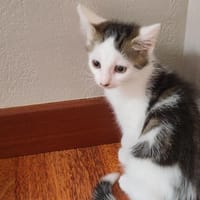 Reve, chatte à adopter