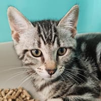 COOKI, chat à adopter