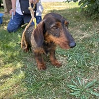 SUSHI, chien à adopter