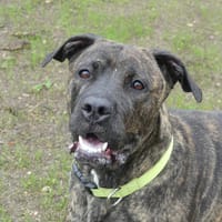 ATENA, chienne à adopter