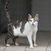 Chataigne, chatte à adopter