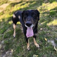 Boomo CAA13806, chien à adopter