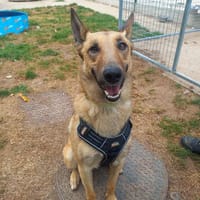 NOCTIS QCN, chien à adopter
