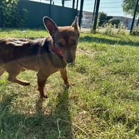 MORISS, chien à adopter