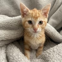 MILO, chat à adopter