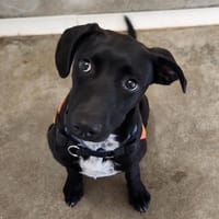 PEARL QCN (réservée), chienne à adopter