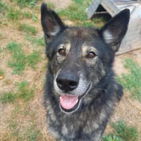 FANTÔMETTE QCN, chienne à adopter
