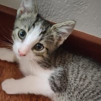 Alio, chat à adopter
