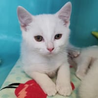 Meïko, chat à adopter