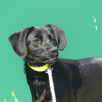 LOIS, chienne à adopter