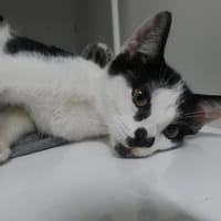 NORA, chatte à adopter
