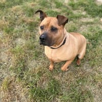 NARKO, chien à adopter
