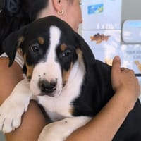 SUNNY, chien à adopter