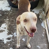 FLOCON, chien à adopter