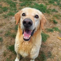 GRIZZLY QCN, chien à adopter