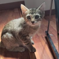 Navi, chatte à adopter
