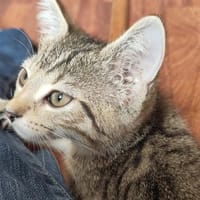 Navi, chatte à adopter